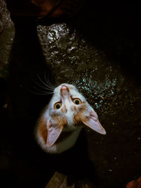 Close-up of a cat