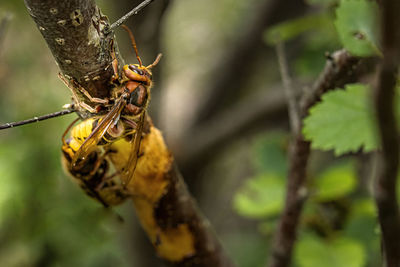 Close-up of insect on plant