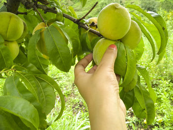 Cropped image of hand holding fruits on tree