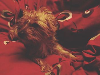 Close-up of dog relaxing on bed at home