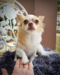 Close-up of hand holding dog