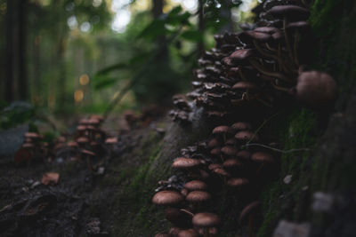 Close-up of mushrooms growing on tree trunk