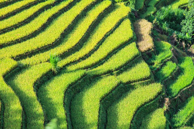 Full frame shot of green plants growing on field