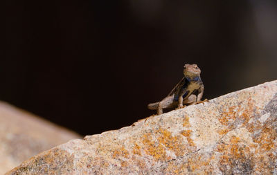 Close-up of reptile on textured retaining wall