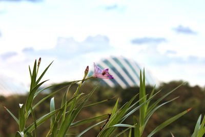 Close-up of pink flower on field against sky