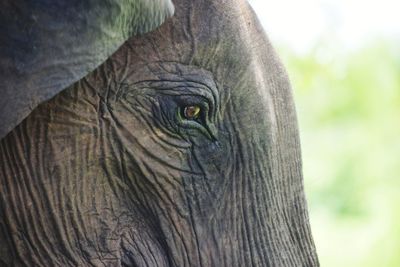 Close-up of elephant