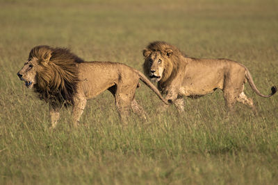 Two african lions walking in the grasslands 