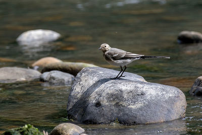 Bird perching on rock