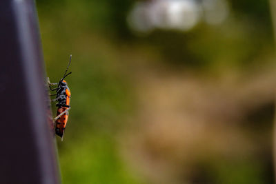 Close-up of insect