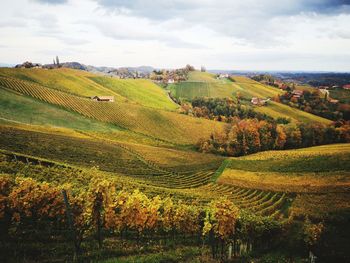 Scenic view of vineyard against sky