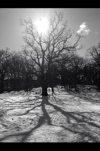 Sun shining through trees