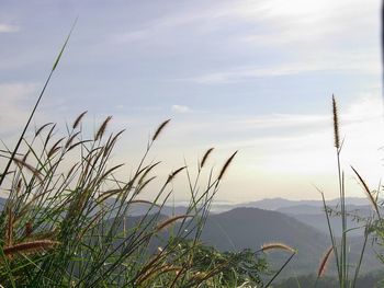 Close-up of plants against sky