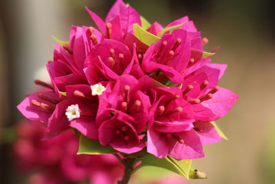 Close-up of pink flowering plant