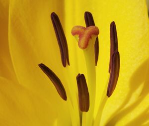 Extreme close up of yellow flower