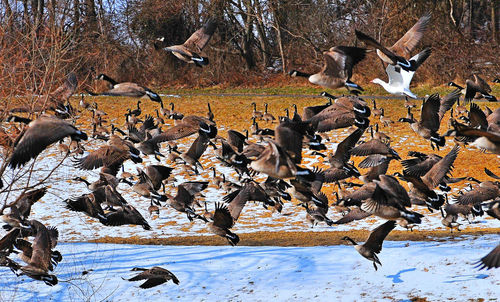 Flock of birds in snow