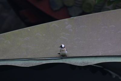 Bird perching on roof