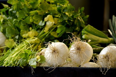 Close-up of coriander and spring onions