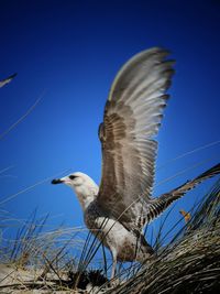 Low angle view of eagle flying against blue sky