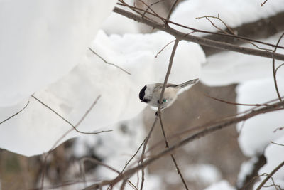 Close-up of bird perching against sky