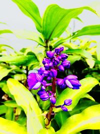 Close-up of purple flowers blooming outdoors