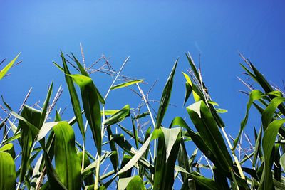 Low angle view of bamboo plants against clear blue sky