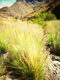 Close-up of grass growing on field