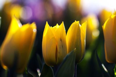 Close-up of yellow flowers blooming outdoors