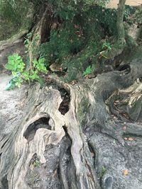 Plants growing on tree trunk