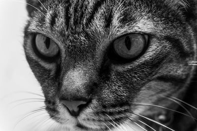 Close-up portrait of a cat