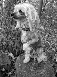 Close-up of dog sitting on tree trunk