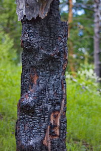 Close-up of tree trunk