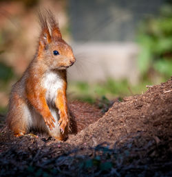 Close-up of squirrel on rock