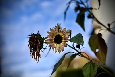 Close-up of flowering plant against sky
