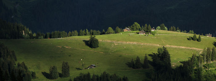 Scenic view of trees growing on field