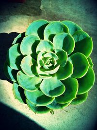 Close-up of succulent plant