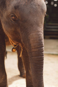 Close-up of elephant in zoo