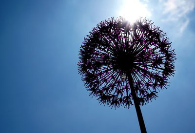 Low angle view of flowering plant against blue sky