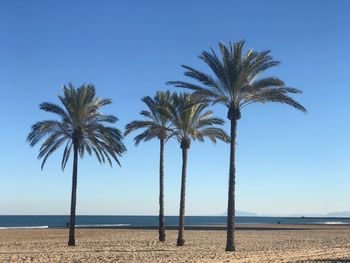 Palm trees on beach against clear sky