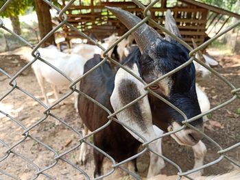 Horses in a zoo