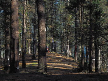 Trees growing in forest