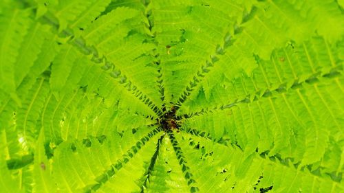 Close-up of green leaf