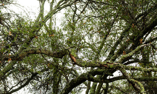 Low angle view of trees in forest