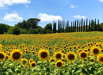 Scenic view of sunflower field against cloudy sky
