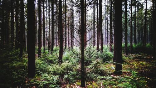 Trees growing in forest