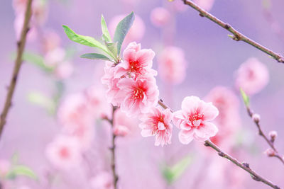 Close-up of pink cherry blossom