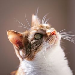 Close-up of a cat looking away