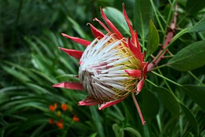 Close-up of red flowering plant