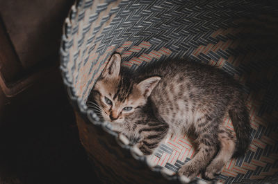 High angle portrait of a cat