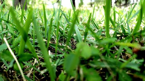 Close-up of grass in field