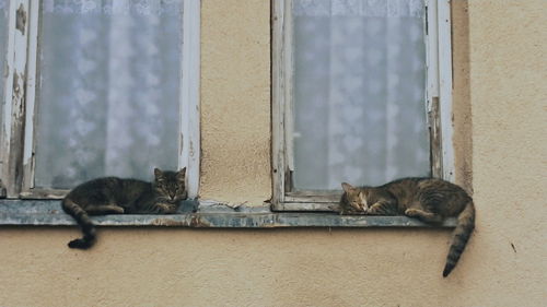 Cat relaxing on wall